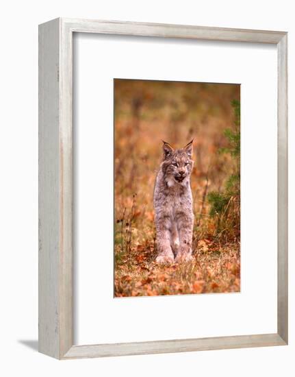 A Bobcat Out Hunting in an Autumn Colored Forest-John Alves-Framed Photographic Print