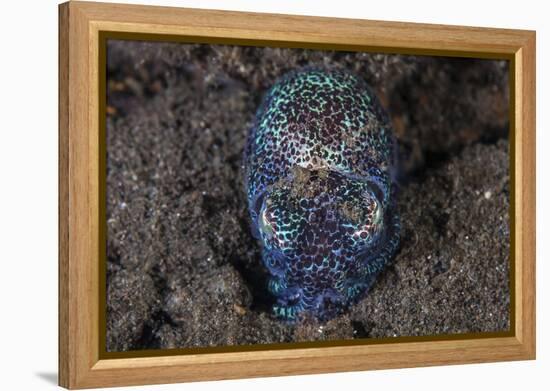 A Bobtail Squid Emerges from the Sandy Seafloor-Stocktrek Images-Framed Premier Image Canvas