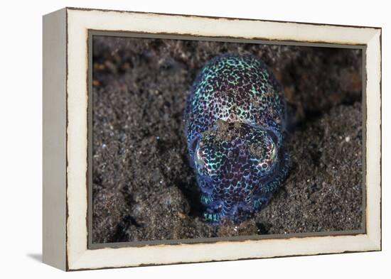 A Bobtail Squid Emerges from the Sandy Seafloor-Stocktrek Images-Framed Premier Image Canvas