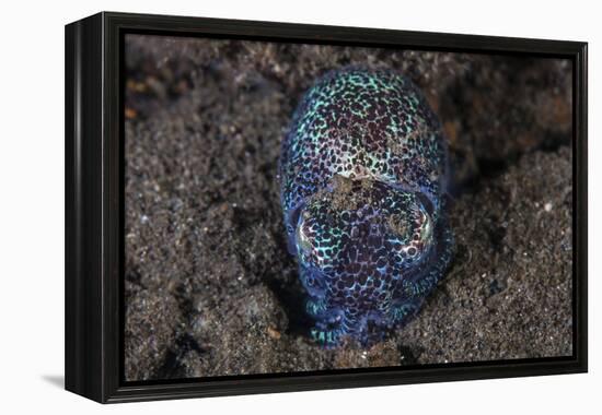 A Bobtail Squid Emerges from the Sandy Seafloor-Stocktrek Images-Framed Premier Image Canvas