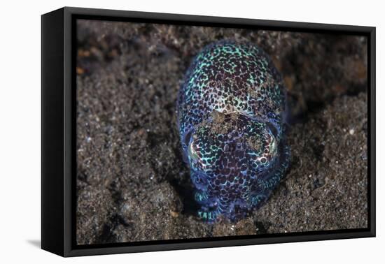 A Bobtail Squid Emerges from the Sandy Seafloor-Stocktrek Images-Framed Premier Image Canvas