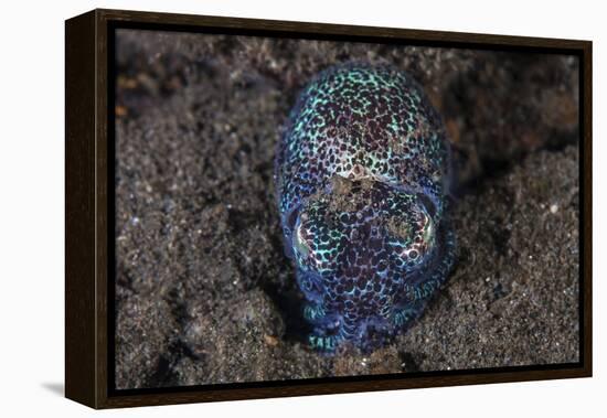 A Bobtail Squid Emerges from the Sandy Seafloor-Stocktrek Images-Framed Premier Image Canvas