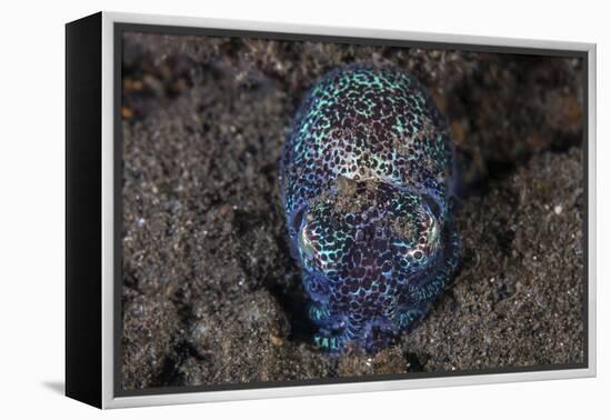 A Bobtail Squid Emerges from the Sandy Seafloor-Stocktrek Images-Framed Premier Image Canvas