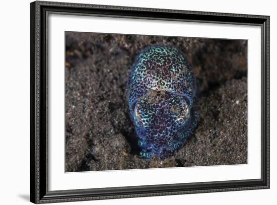 A Bobtail Squid Emerges from the Sandy Seafloor-Stocktrek Images-Framed Photographic Print