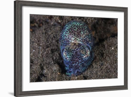 A Bobtail Squid Emerges from the Sandy Seafloor-Stocktrek Images-Framed Photographic Print