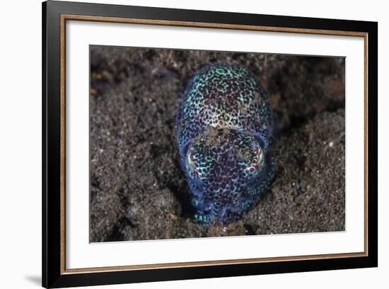 A Bobtail Squid Emerges from the Sandy Seafloor-Stocktrek Images-Framed Photographic Print