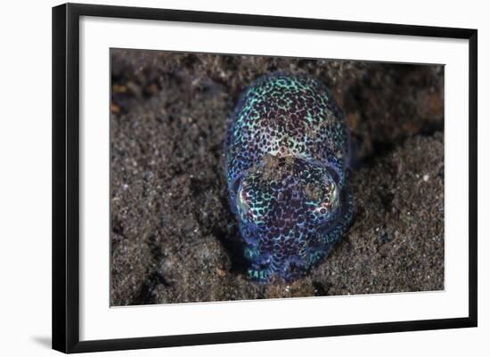 A Bobtail Squid Emerges from the Sandy Seafloor-Stocktrek Images-Framed Photographic Print