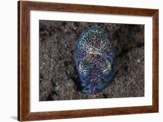 A Bobtail Squid Emerges from the Sandy Seafloor-Stocktrek Images-Framed Photographic Print
