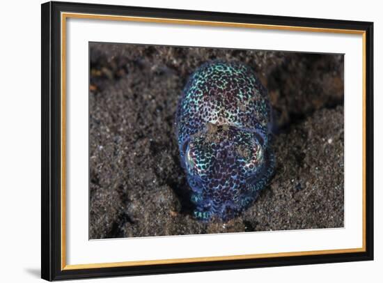 A Bobtail Squid Emerges from the Sandy Seafloor-Stocktrek Images-Framed Photographic Print