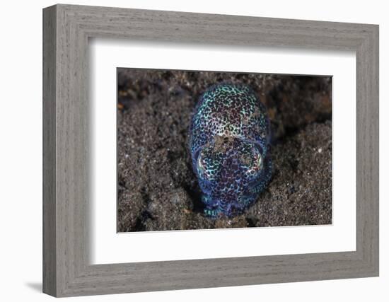 A Bobtail Squid Emerges from the Sandy Seafloor-Stocktrek Images-Framed Photographic Print