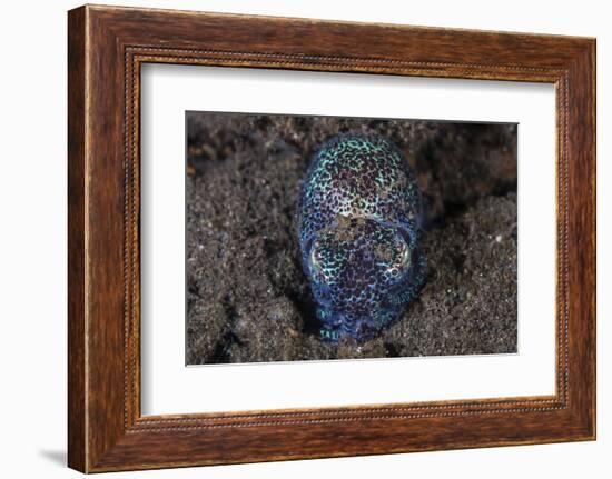 A Bobtail Squid Emerges from the Sandy Seafloor-Stocktrek Images-Framed Photographic Print