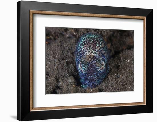 A Bobtail Squid Emerges from the Sandy Seafloor-Stocktrek Images-Framed Photographic Print