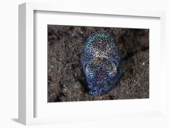 A Bobtail Squid Emerges from the Sandy Seafloor-Stocktrek Images-Framed Photographic Print