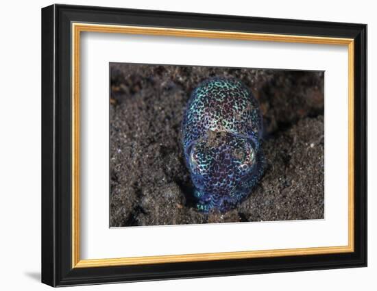 A Bobtail Squid Emerges from the Sandy Seafloor-Stocktrek Images-Framed Photographic Print