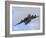 A Boeing C-17 Globemaster III Taking Off from Nellis Air Force Base-Stocktrek Images-Framed Photographic Print