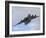 A Boeing C-17 Globemaster III Taking Off from Nellis Air Force Base-Stocktrek Images-Framed Photographic Print