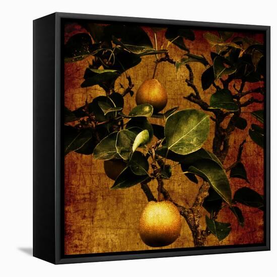 A Bonsai Pear Tree with Two Fruit Against a Rich, Gold Craquelure Background-Trigger Image-Framed Premier Image Canvas