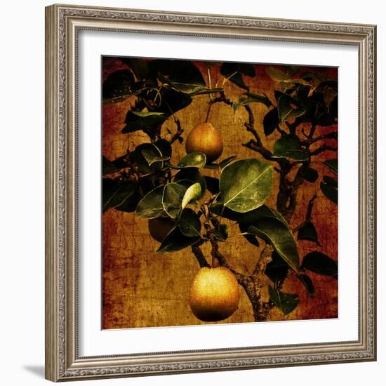 A Bonsai Pear Tree with Two Fruit Against a Rich, Gold Craquelure Background-Trigger Image-Framed Photographic Print