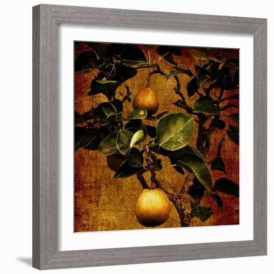 A Bonsai Pear Tree with Two Fruit Against a Rich, Gold Craquelure Background-Trigger Image-Framed Photographic Print