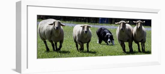 A Border Collie Demonstrates Sheep Herding-null-Framed Photographic Print