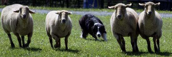 Photographic Print, , large