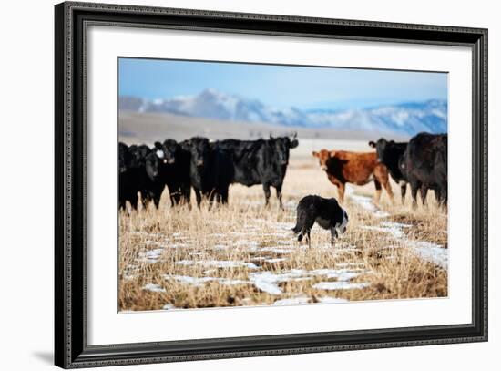 A Border Collie Herds Cattle In Northern Nevada On A High Desert Ranch-Shea Evans-Framed Photographic Print