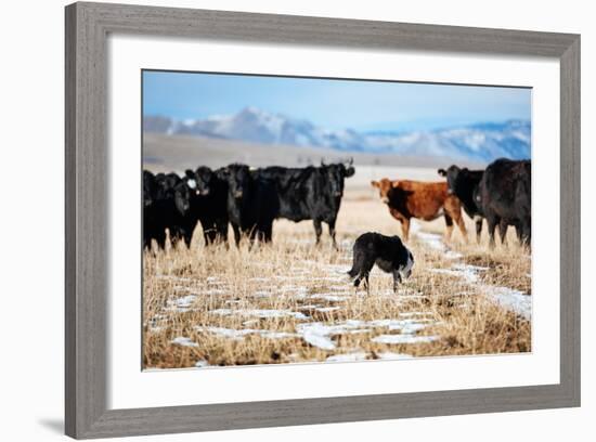 A Border Collie Herds Cattle In Northern Nevada On A High Desert Ranch-Shea Evans-Framed Photographic Print