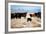 A Border Collie Herds Cattle In Northern Nevada On A High Desert Ranch-Shea Evans-Framed Photographic Print