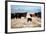 A Border Collie Herds Cattle In Northern Nevada On A High Desert Ranch-Shea Evans-Framed Photographic Print