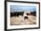 A Border Collie Herds Cattle In Northern Nevada On A High Desert Ranch-Shea Evans-Framed Photographic Print