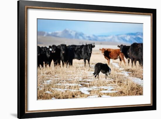 A Border Collie Herds Cattle In Northern Nevada On A High Desert Ranch-Shea Evans-Framed Photographic Print