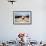 A Border Collie Herds Cattle In Northern Nevada On A High Desert Ranch-Shea Evans-Framed Photographic Print displayed on a wall