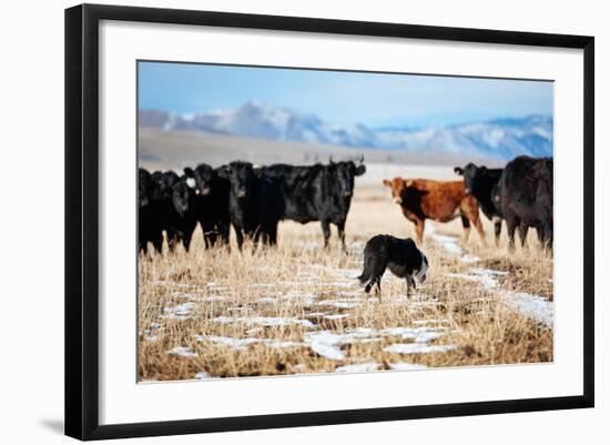 A Border Collie Herds Cattle In Northern Nevada On A High Desert Ranch-Shea Evans-Framed Photographic Print