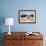 A Border Collie Herds Cattle In Northern Nevada On A High Desert Ranch-Shea Evans-Framed Photographic Print displayed on a wall