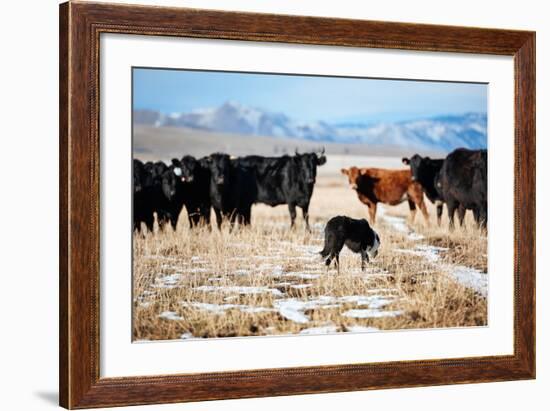 A Border Collie Herds Cattle In Northern Nevada On A High Desert Ranch-Shea Evans-Framed Photographic Print