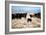 A Border Collie Herds Cattle In Northern Nevada On A High Desert Ranch-Shea Evans-Framed Photographic Print