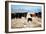 A Border Collie Herds Cattle In Northern Nevada On A High Desert Ranch-Shea Evans-Framed Photographic Print