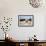 A Border Collie Herds Cattle In Northern Nevada On A High Desert Ranch-Shea Evans-Framed Photographic Print displayed on a wall