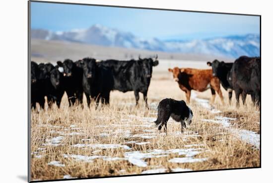 A Border Collie Herds Cattle In Northern Nevada On A High Desert Ranch-Shea Evans-Mounted Photographic Print
