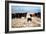 A Border Collie Herds Cattle In Northern Nevada On A High Desert Ranch-Shea Evans-Framed Photographic Print