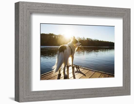 A Border Collie Looks Out over a Lake During an Autumn Sunrise in Eastern Pennsylvania-Vince M. Camiolo-Framed Photographic Print