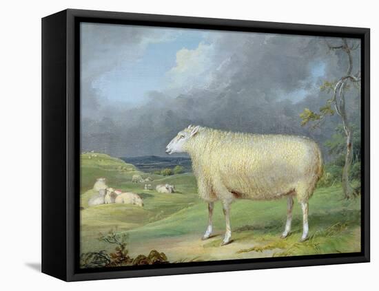 A Border Leicester Ewe-James Ward-Framed Premier Image Canvas