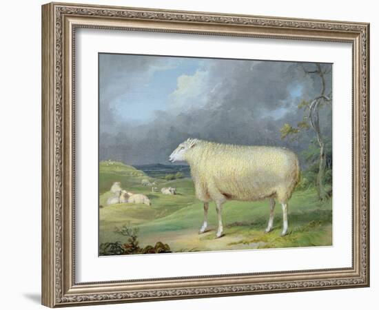 A Border Leicester Ewe-James Ward-Framed Giclee Print