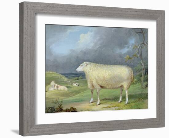 A Border Leicester Ewe-James Ward-Framed Giclee Print