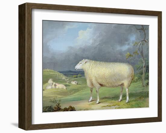 A Border Leicester Ewe-James Ward-Framed Giclee Print