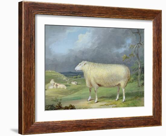 A Border Leicester Ewe-James Ward-Framed Giclee Print