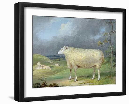 A Border Leicester Ewe-James Ward-Framed Giclee Print