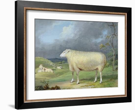 A Border Leicester Ewe-James Ward-Framed Giclee Print