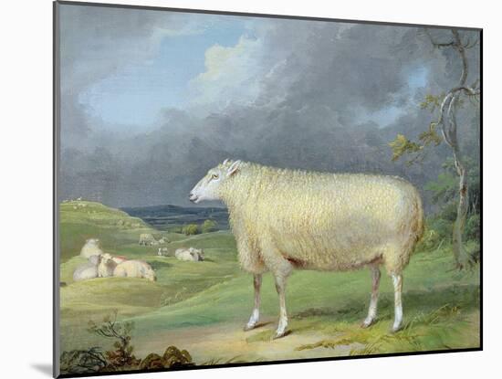 A Border Leicester Ewe-James Ward-Mounted Giclee Print