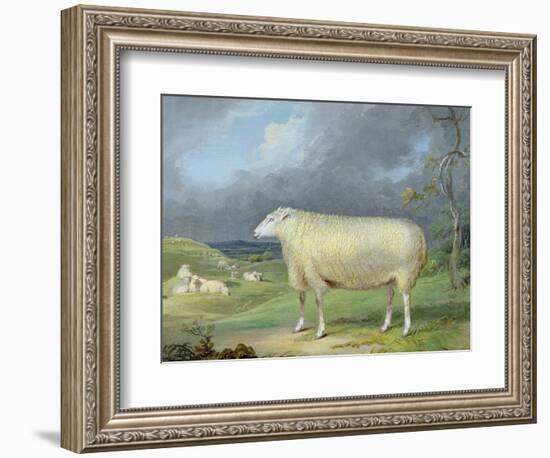 A Border Leicester Ewe-James Ward-Framed Giclee Print